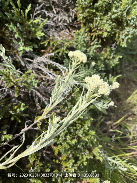 名山萩