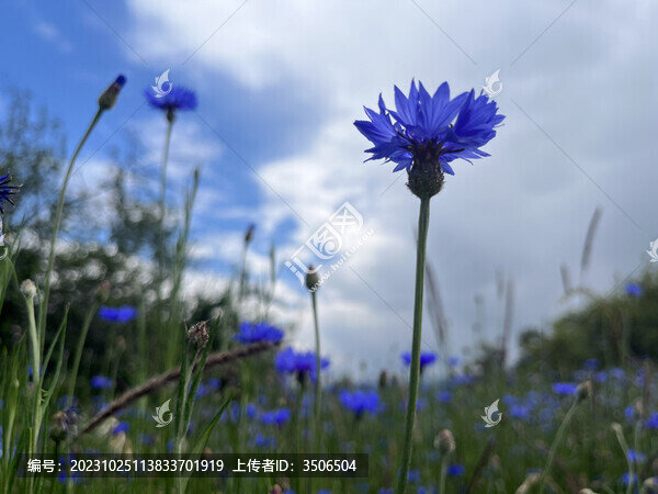 天空下的矢車菊花叢