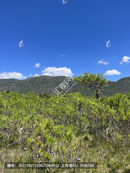 高山草甸