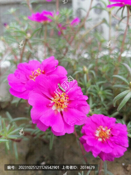 重瓣太陽花