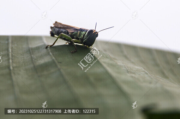 蝗蟲(chóng)