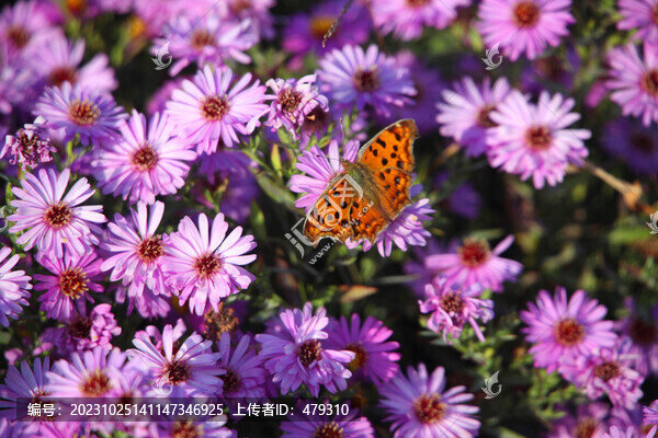 秋菊