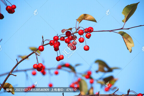 紅豆