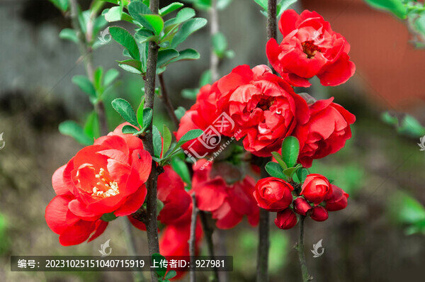 紅色盆栽海棠花