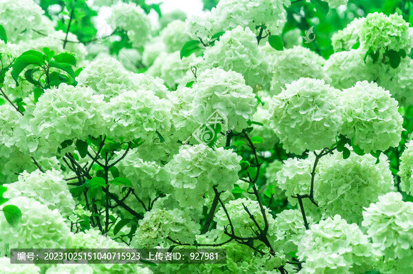 盛開的繡球花花團錦簇