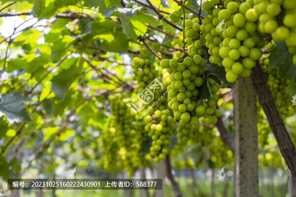 陽(yáng)光玫瑰葡萄陽(yáng)光玫瑰葡萄