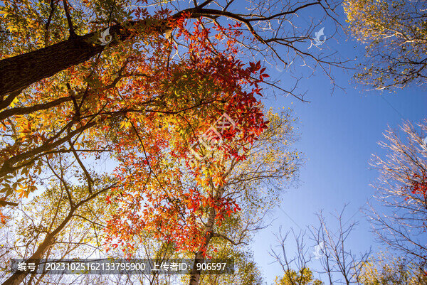 深秋紅葉