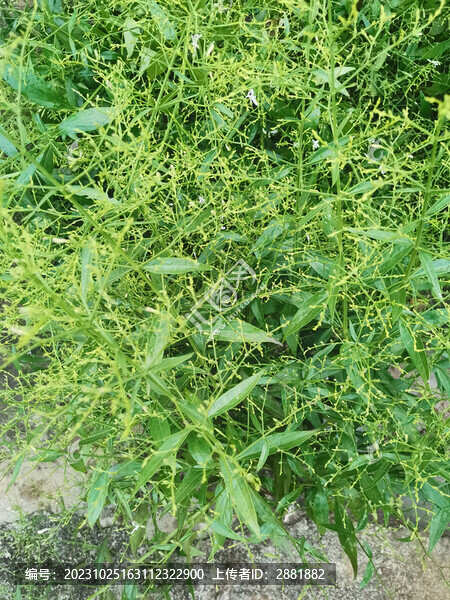 穿心蓮花