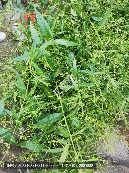穿心蓮
