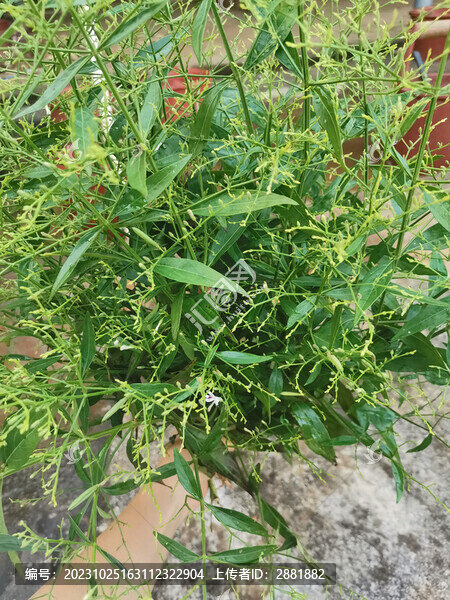 穿心蓮植物
