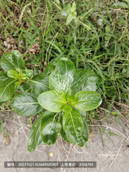 野草