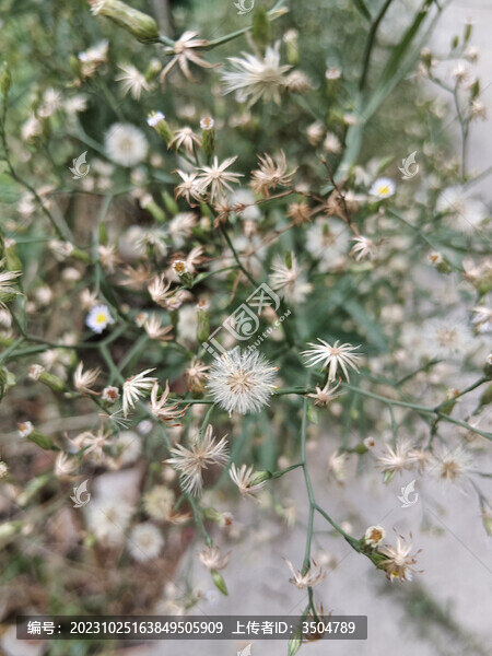 蒲公英