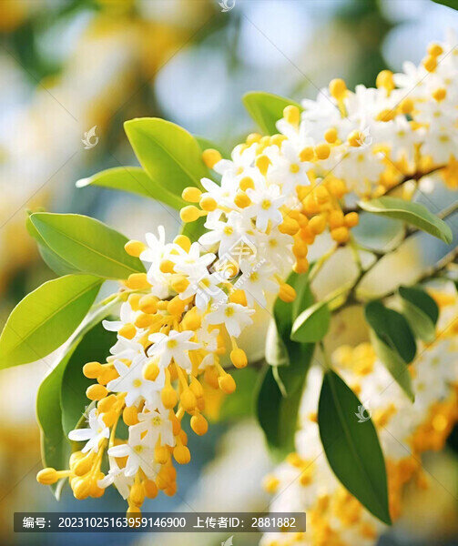桂花