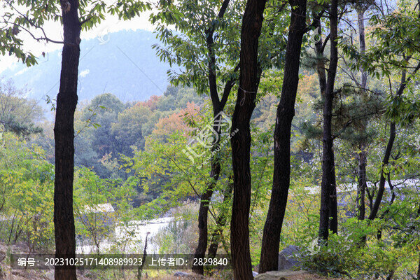 多彩山林