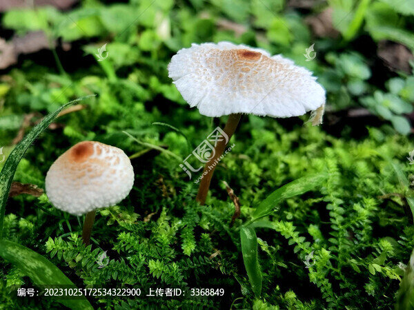 小白蘑菇