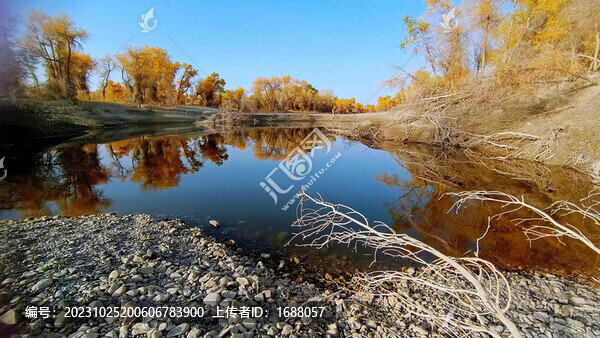 新疆胡楊風(fēng)景