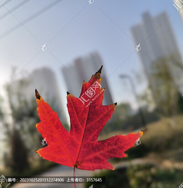 紅葉
