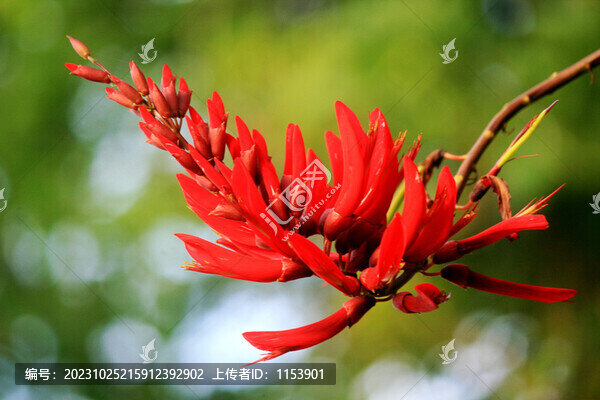 龍牙花