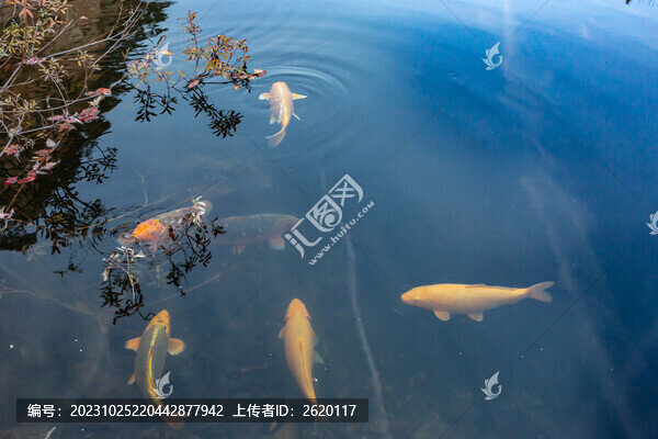 魚戲紅葉