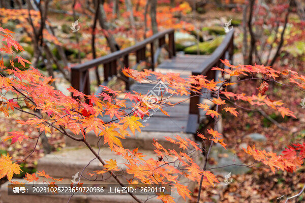 楓葉小橋