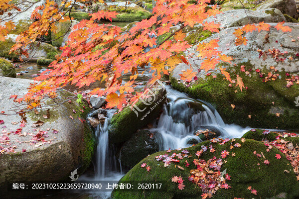 溪流紅葉