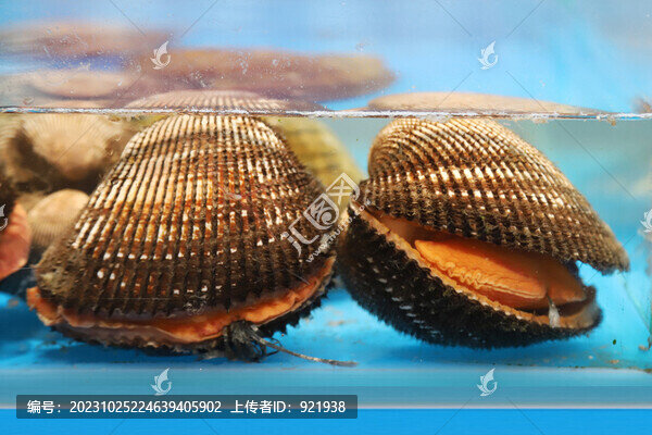 赤貝