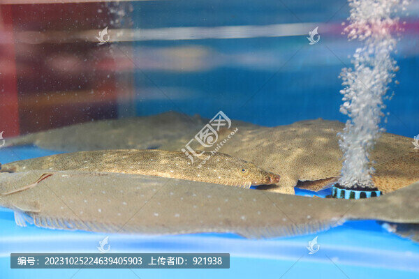 多寶魚(yú)