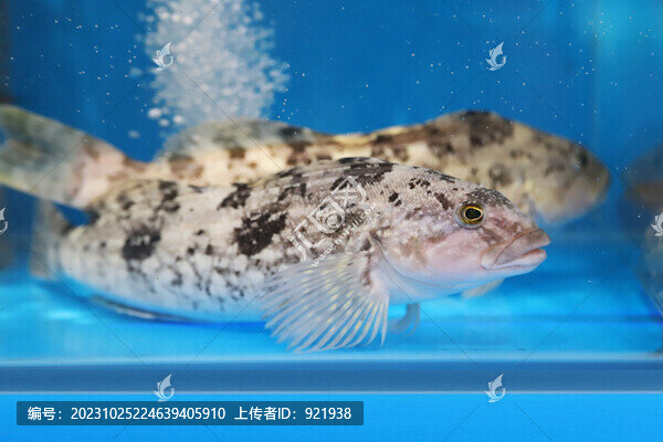 活黃魚