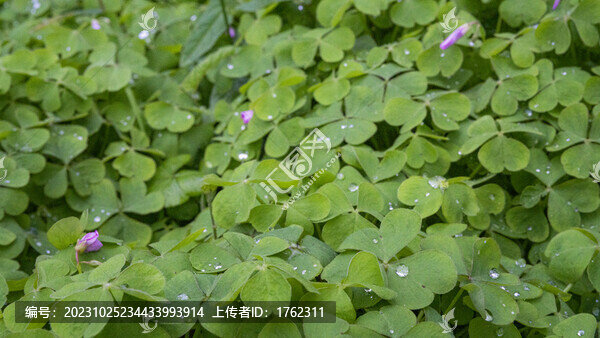 露水