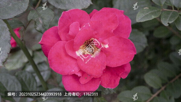 月季花