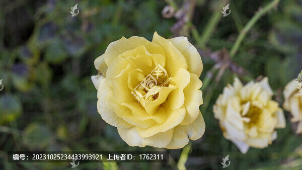 月季花