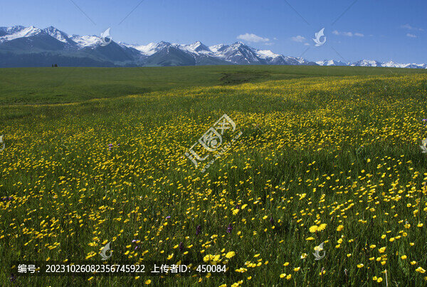 山花