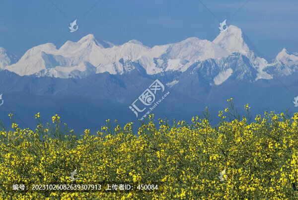 雪山油菜花