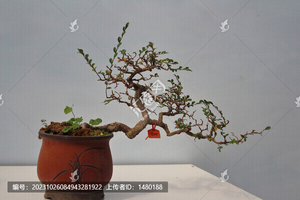 藝術(shù)盆栽