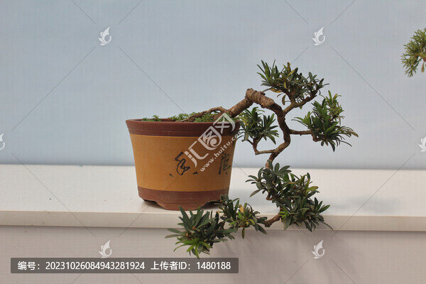 藝術(shù)盆栽