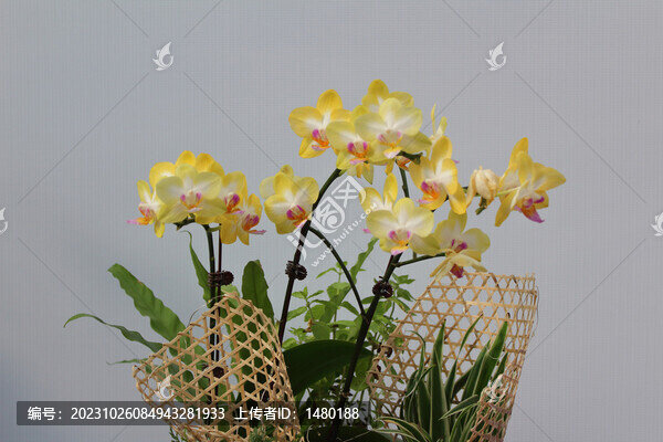 黃色蘭花