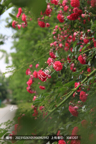 薔薇花開