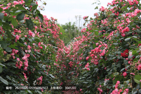 即將凋零的薔薇籬笆