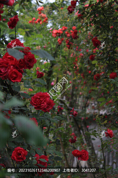 苗圃里的薔薇