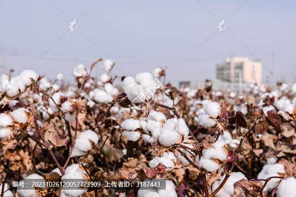現(xiàn)摘棉花