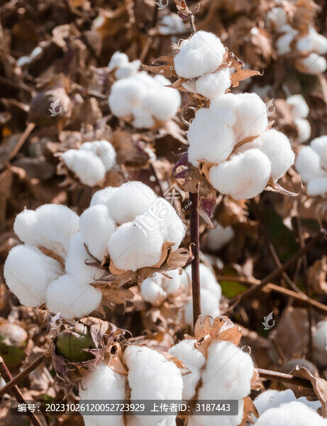 阿克蘇棉花
