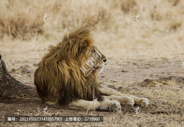 雄獅