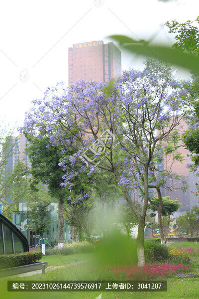 藍(lán)花楹樹木
