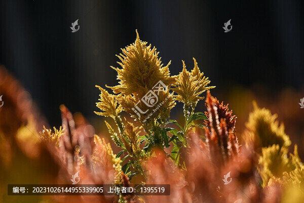 雞冠花