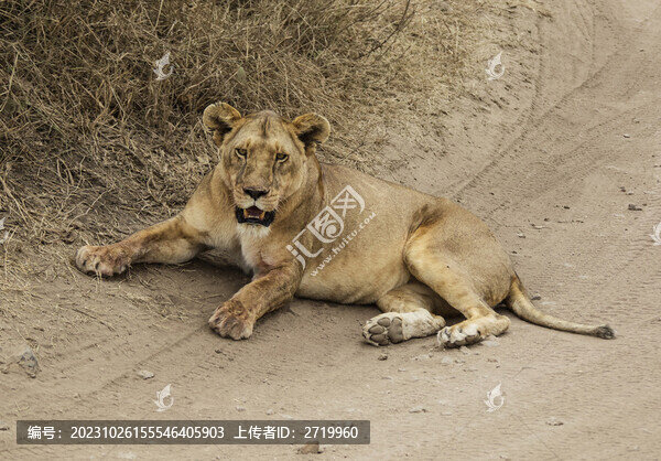 母獅