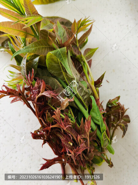 香椿芽