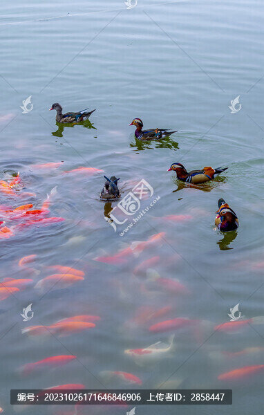 金魚(yú)與鴛鴦