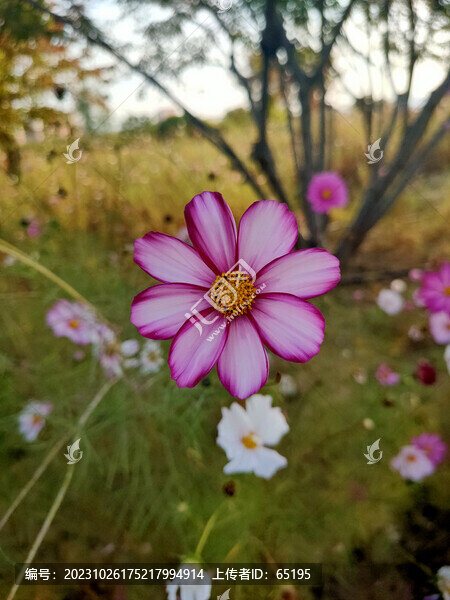 平鋪格?；? title=
