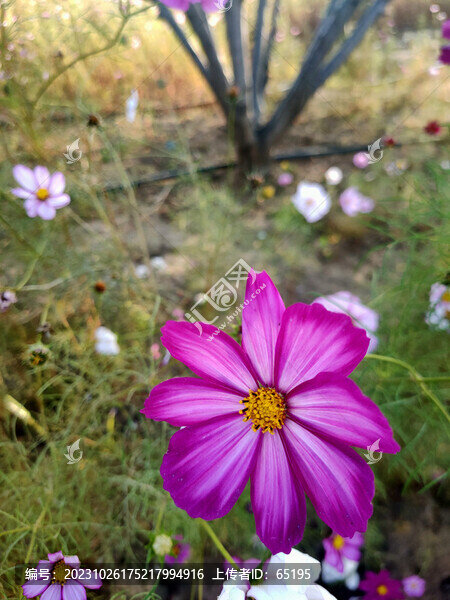 格桑花開