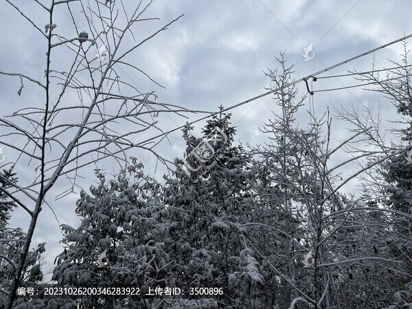下雪天的樹